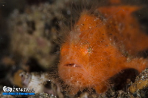 H A I R Y
Juvenile Hairy Frogfish (Antennarius striatus)... by Irwin Ang 
